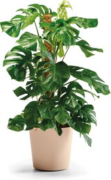 thumbnail of EURO3PLAST Blumentopf Fyre Ø 25 cm dune