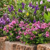 thumbnail of Hebe pinguifolia - Mix van 6 Hoogte 15-20cm