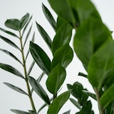 thumbnail of Glücksfeder - Zamioculcas Zamiifolia Höhe 55-65cm