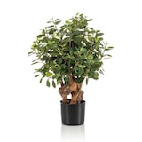 thumbnail of Árbol ficus BOTANIC. Altura 75 cm y 726 hojas