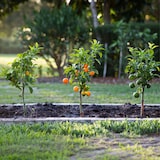 thumbnail of D'agrumes - Citron vert, Calamondin, Citron Mélange de 3 Hauteur 25-40cm