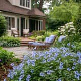 thumbnail of Bleiwurz - Plumbago auriculata 3er Set Höhe 25-40cm