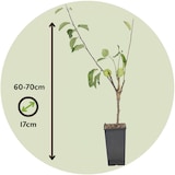 thumbnail of Trio Apfelbaum - 3 Apfelsorten an 1 Baum Höhe 60-70cm