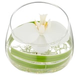 thumbnail of CREATIV green künstliche Pflanze Phalaenopsisblüte im Glas, 11x12cm, mit Resin, im 2er Set