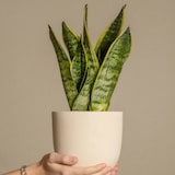 thumbnail of Sansevière - Sansevieria Laurentii Set de 2 Hauteur 30-40cm