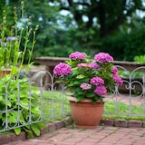 thumbnail of Relaxdays Beetzaun, 6er Set, HxB: je 38 x 68,5 cm, Zierzaun Garten, zum Stecken, Beeteinfassung antik, Kunststoff, grau