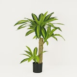 thumbnail of LIGNE DÉCO Dracena artificiel toucher naturel 80cm