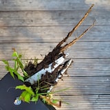 thumbnail of Unkrautstecher Löwenzahnentferner Unkrautentferner 100 cm Länge inkl. 4 Krallen Gartenhelfer
