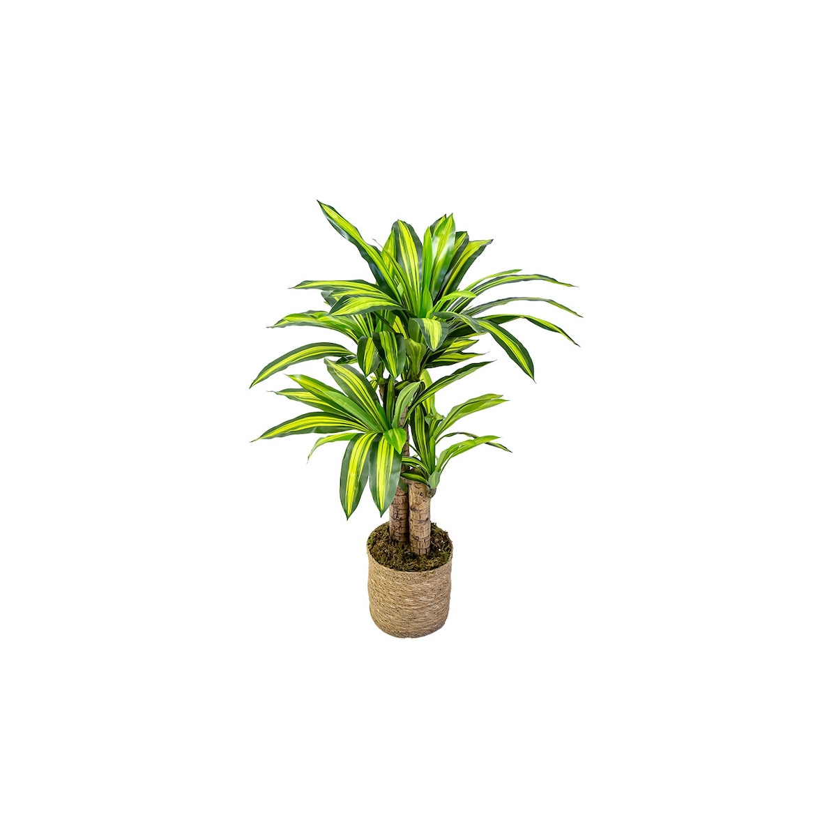 Dracena Artificial (120 cm)