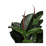 thumbnail of Atmosphera - Künstliche Ficus robusta-Pflanze 40x40x120cm
