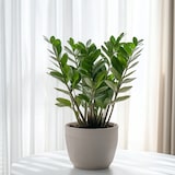 thumbnail of Glücksfeder - Zamioculcas Zamiifolia Höhe 55-65cm