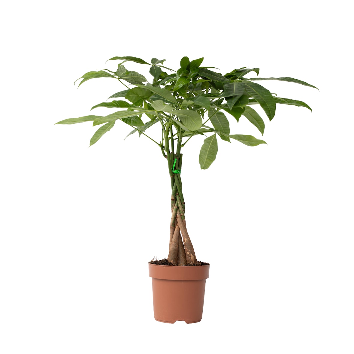 Geldboom - Pachira Aquatica Hoogte 60-70cm