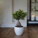 thumbnail of Bonsaï - Ficus microcarpa Ginseng Set de 2 Hauteur 30-40cm