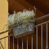 thumbnail of Pflanzkasten Cassetta UP 50 cm taupe