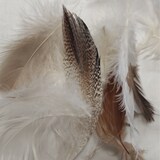 thumbnail of 2 Stück / 2er Set Federkissen 100% Federn 30x50 - 330g OEKO-TEX Kissen / Füllkissen mit Bezug aus 100% Baumwolle weiß / Innenkissen / Kissenfüllung /