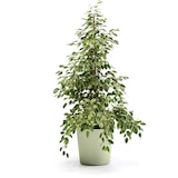 thumbnail of EURO3PLAST Blumentopf Fyre Ø 20 cm oasi
