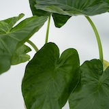 thumbnail of Taro géant - Alocasia Macrorrhiza Hauteur 60-70cm