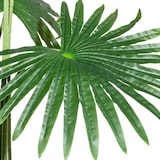 thumbnail of CREATIV green künstliche Pflanze Washingtonia, ca 120cm