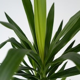 thumbnail of Palmier Yucca - Yucca Elephantipes Set de 3 Hauteur 50-60cm