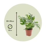 thumbnail of Monstera Minima - Rhaphidophora tétrasperme Set de 2 Hauteur 20-30cm