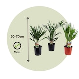 thumbnail of Outdoor Palmbomen - Mix van 3 Palmen Hoogte 50-70cm
