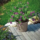 thumbnail of Pflanzkübel GEO 40 cm taupe rund Taupe 40