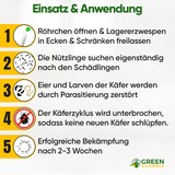 thumbnail of Lagererzwespen gegen Brotkäfer, Reiskäfer & Co. - 4