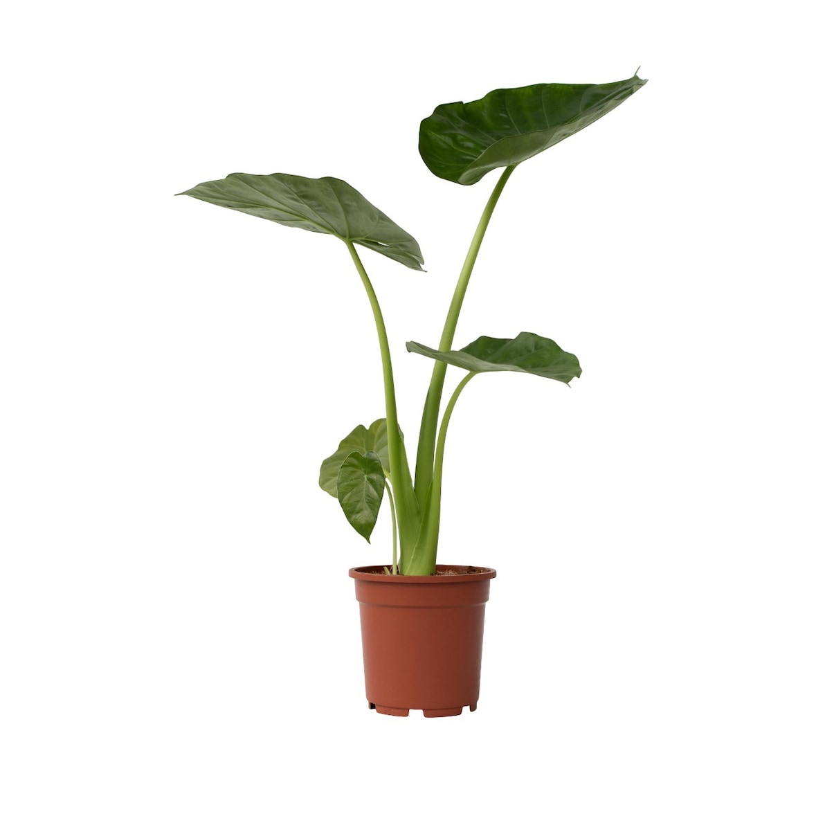 Taro géant - Alocasia Macrorrhiza Hauteur 60-70cm