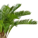 thumbnail of CREATIV green künstliche Pflanze Cycaspalme, ca 60cm, grün, im Kunststofftopf 15x13cm, mit Erde