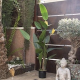 thumbnail of Ave Del Paraiso Flor 185 Cm