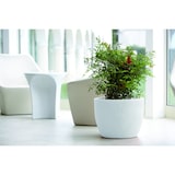 thumbnail of Nicoli vaso Hera Matt  ø cm 40 vaso in resina rotazionale da interno ed esterno Bianco