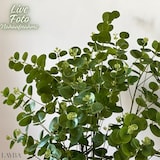 thumbnail of Layba Eucalipto Artificiale Verde 85 cm (3 pz) Serie Deco, Foglie Realistiche, Steli Flessibili