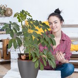 thumbnail of Relaxdays Tonspitzen Bewässerung, 4er Set, für Wein- & PET-Flaschen, Balkonkästen & Topfpflanzen, Gießkegel, terrakotta