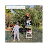 thumbnail of Mantas Aceituna 6 x 12 Metros. Multiusos 100% Hdpe Gramaje 90 Gr/m2. Reforzada, Con Ojales, Mantos Aceituna, Fardos Aceituna,