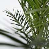 thumbnail of Dadelpalm - Phoenix Canariensis Set van 2 Hoogte 80-100cm