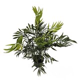 thumbnail of Planta Palma Enana Chamerox 53 cm