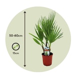 thumbnail of Mexikanische Fächerpalme - Washingtonia Robusta Höhe 50-60cm