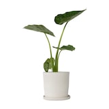 thumbnail of Taro géant - Alocasia Macrorrhiza Hauteur 60-70cm