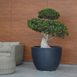 thumbnail of WellHome - Blumentopf Modell "Ordesa Collection" Ø50cm Anthrazit