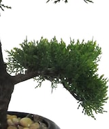 thumbnail of CREATIV green künstliche Pflanze Bonsai Zeder, ca 37cm