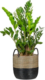 thumbnail of Scheurich Seagrass 27, Korbgefäß/Korb-Pflanzgefäß/Korbtopf mit Griffen, Farbe: Nature Black, 27 cm Durchmesser, 23,5 cm hoch, 13,1 l Vol.
