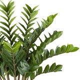 thumbnail of CREATIV green künstliche Pflanze Zamioculcas zamiifolia, 85cm