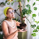 thumbnail of Erweiterbare Pflanzenstütze mit Kokosfilz – Rankhilfe 60 cm