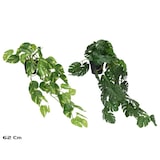 thumbnail of Maceta Monstera -Potus x 51 - 62cm