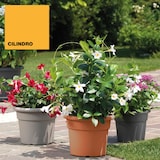 thumbnail of ArtPlast - Zylindrischer Blumentopf 14L Ø35x26 cm in Farbe Grau - CILINDRO-Kollektion