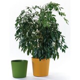thumbnail of EURO3PLAST Blumentopf Fyre Ø 30 cm mango