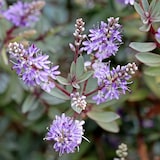 thumbnail of Hebe pinguifolia - Mix van 6 Hoogte 15-20cm