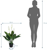 thumbnail of Kunstpflanze / Kunstblume SPATHIPHYLLUM Einblatt 80 cm grün/weiß hjh OFFICE