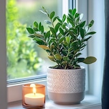 thumbnail of Glücksfeder - Zamioculcas Zamiifolia Höhe 55-65cm