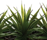 thumbnail of WellHome - Dekorativer Tafelaufsatz mit 3 Aloe Vera Pflanzen 17cm